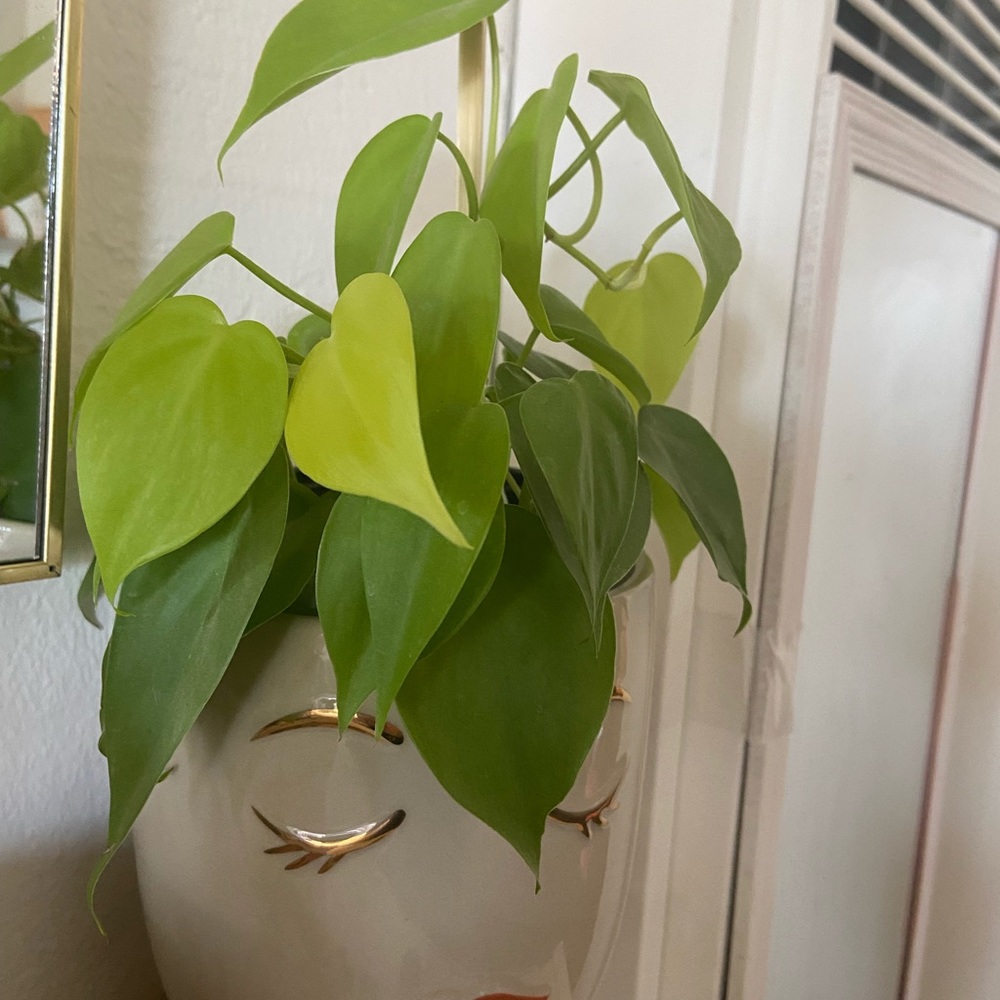 Neon Philodendron Cutting